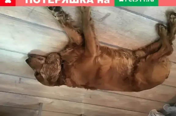 Собака Бегал найдена в Голутвине, Московская область.