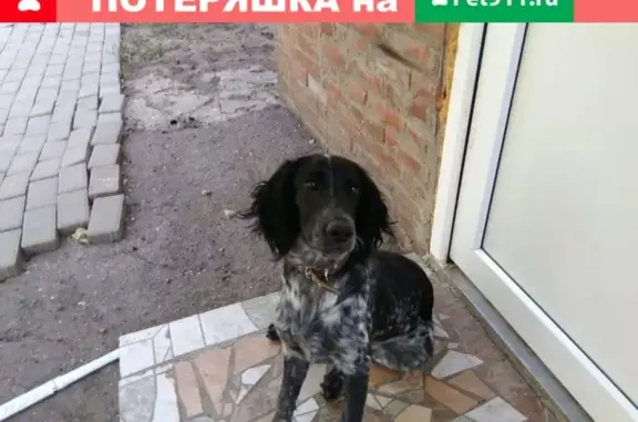 Собаки потеряшки, , фото: Потеряшка собака Линда в Ейске, Краснодарский край