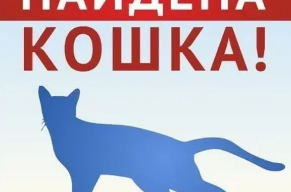 Коричневая кошка найдена на ул. Тружеников.