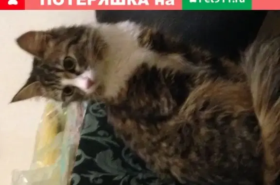 Кошка найдена в районе Пименовской церкви, Москва