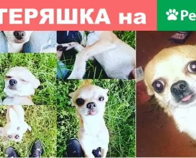 Пропала собака в 9 Мкр Кихтер, откликается на имя Лео (Алматы)