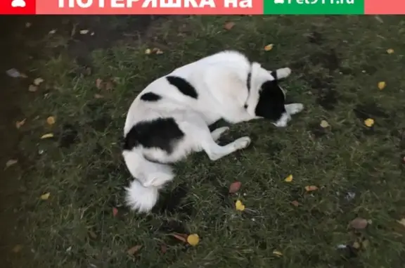 Пропала собака с ошейниками в Дрожжино