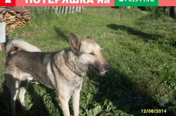 Пропала собака на Автозаводе в Северном