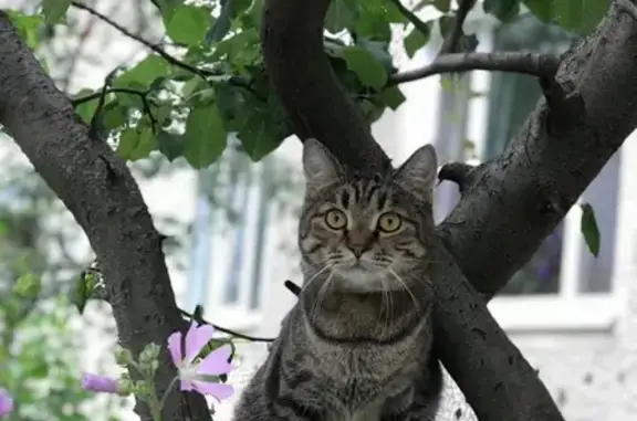 Пропала кошка в пос. Новосиньково, Московская обл.