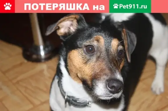 Пропала собака Дик в СНТ Инструментальщик, Москва
