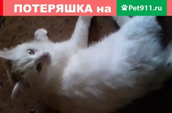Найдена домашняя кошка на улице Дубравной