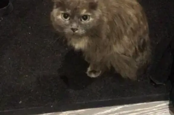 Кошка найдена возле абрикосана на Иркутском тракте, 96
