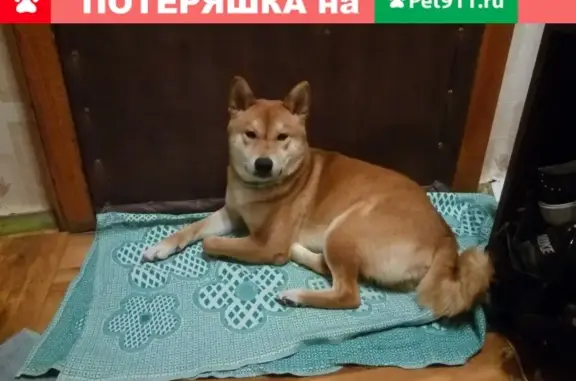 Пропала собака на Туристской улице, Москва