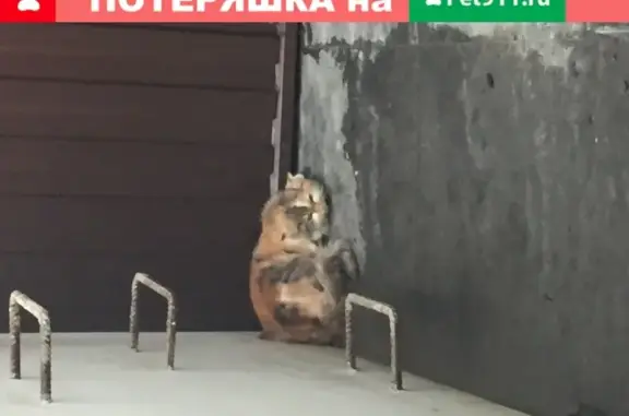 Найдена кошка в Молочном, Мурманская область