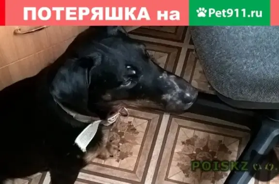 Пропала собака в Новгородской области
