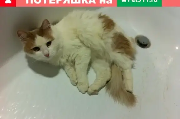 Пропала кошка на улице Зеленый Ручей (Смоленск)