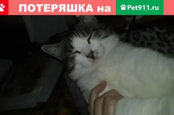 Найдена кошка на ул. Космическая-ул. Радищева