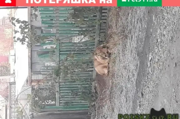 Собака ждет хозяев: проезд Громовой, 21 (Иркутск)