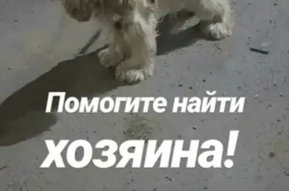 Найдена собака в Шелехове, ищем хозяина