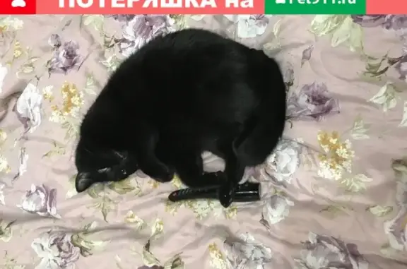 Пропала кошка в Мытищах: Чёрный ласковый кот, деревня Новосельцево, ул. Сельскохозяйственная, 7