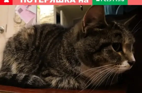 Найдена кошка в СПб, Выборгский/Калининский р-н.