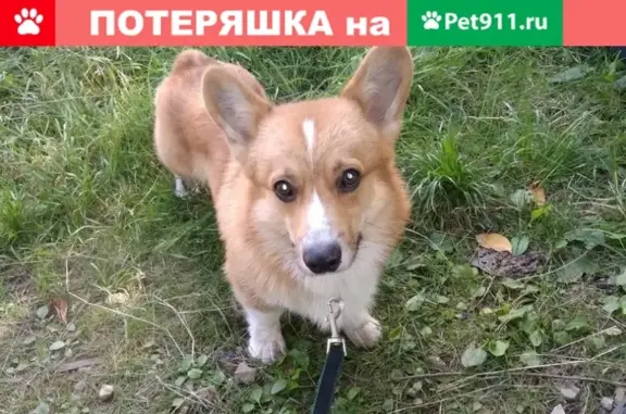 Собаки потеряшки, Новокузнецк, фото: Потеряшка собака в Новобайдаевке, вознаграждение!