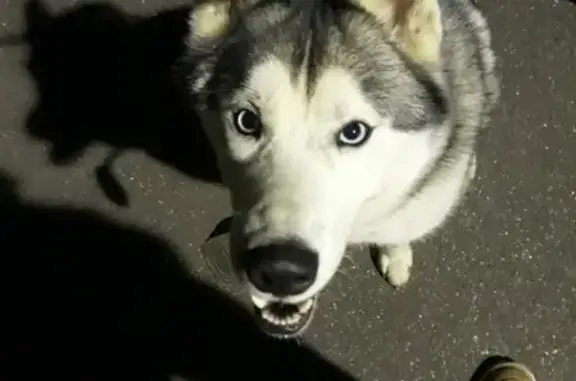 Найдена собака в Борисово, Ленинградская область