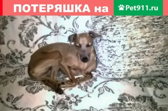 Пропала собака в районе Ипатьевской слободы (Кострома)