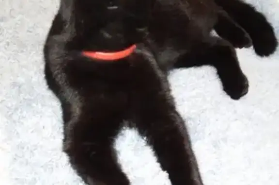Найден чёрный кот на Красноармейской 135