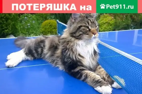Пропала кошка в Машково, Боровский район, Калужская область.