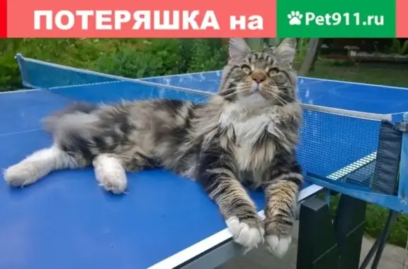 Кошки потеряшки, Заречье, фото: Потеряшка кошка на дачах ФЭИ-1 (Калужская обл.)