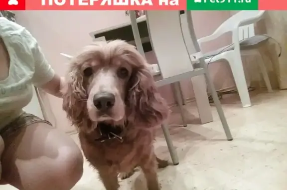 Найдена собака в Тюмени, ул. Болотникова 11