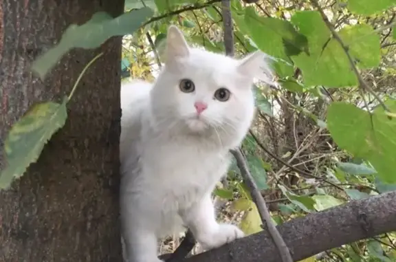 Найдена белая кошка на ул. Трефолева, 16