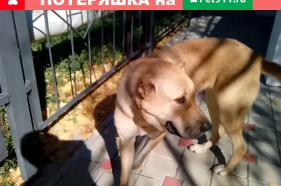 Собака ищет хозяев в Славянске-на-Кубани