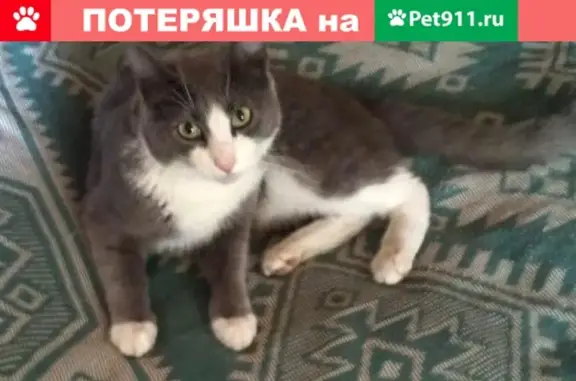 Пропала кошка в Хорошево-Мневниках, Москва