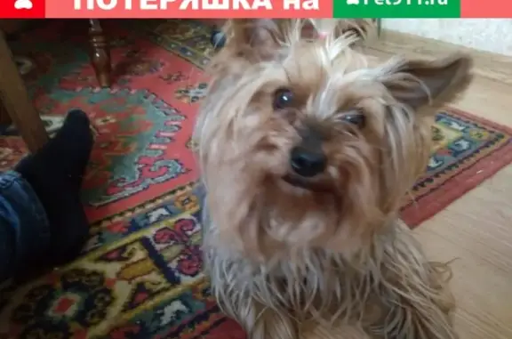 Пропала собака в Наро-Фоминске, помогите!