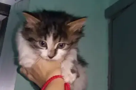 Найдена кошка в Бутово, ищет дом