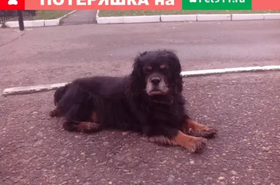 Найдена собака в Казани, нужен хозяин