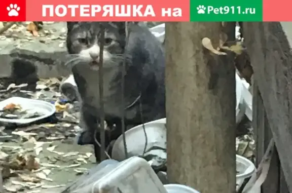 Найден пугливый кот на Уржумской улице в Москве
