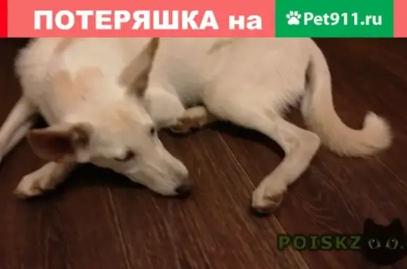 Пропала умная собака в Казани, Татарстан