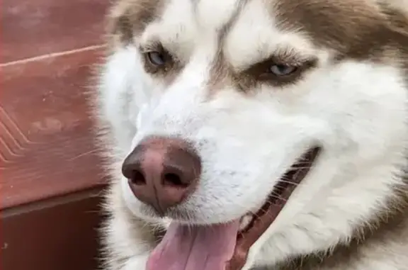 Пропала собака Граф в Пушкино, Московская область