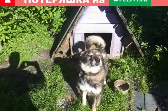 Собаки потеряшки, Козловская, фото: Потеряшка собака в деревне Козловская, Архангельская область