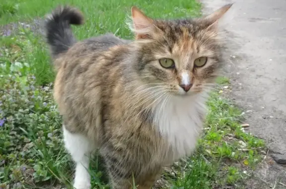 Пропала кошка на улице Пешкова в Борисоглебске