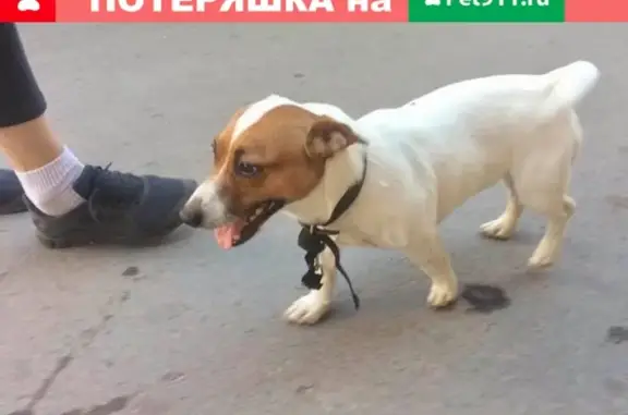 Собака Кобель найдена на ул. Баррикадной-Социалистической, Волгоград.