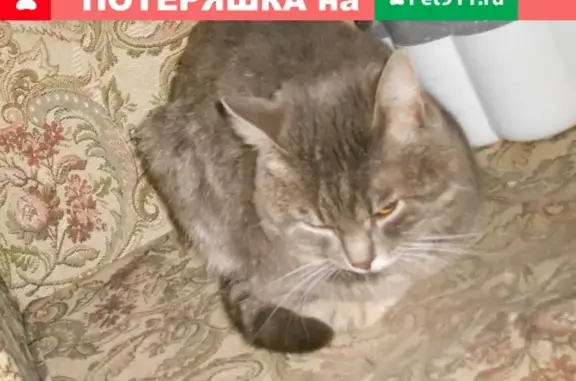 Найден плюшевый котик в Удмуртской Республике