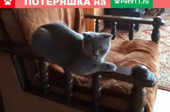 Кошки потеряшки, Клемёново, фото: Потеряшка кошка София в деревне Клемёново, Московская область