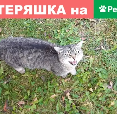 Беременная кошка найдена в Шушарах, СПб