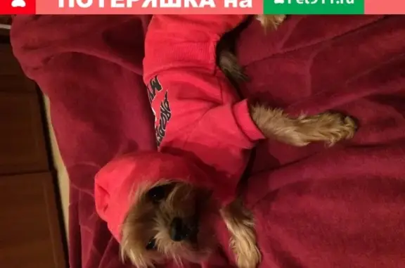 Пропала собака Йорк по адресу Москва.