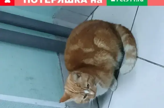 Найдена кошка на Будапештской, 17к3