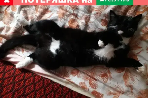 Кошки потеряшки, Чемерна, фото: Потеряшка кошка ЦЫГАН в поселке Чемерна, Брянская область