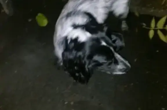 Найдена собака на пр. Ленина, Рыбинск