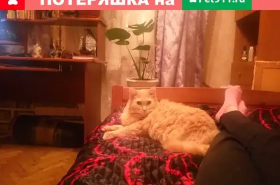 Пропала кошка на Полярной улице в Москве