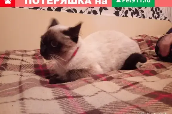 Найдена сиамская кошка на Солдата Корзина 3