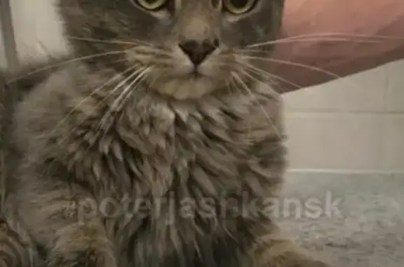 Найден кот на Мочищенском шоссе, обращаться по номеру
