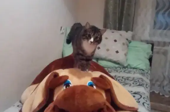 Кошки потеряшки, Озерный, фото: Потеряшка кот Вася на ул. Советская, д. 2 (Озёрный)